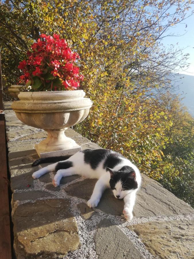 Le Ginestre Guesthouse Assisi Exterior photo